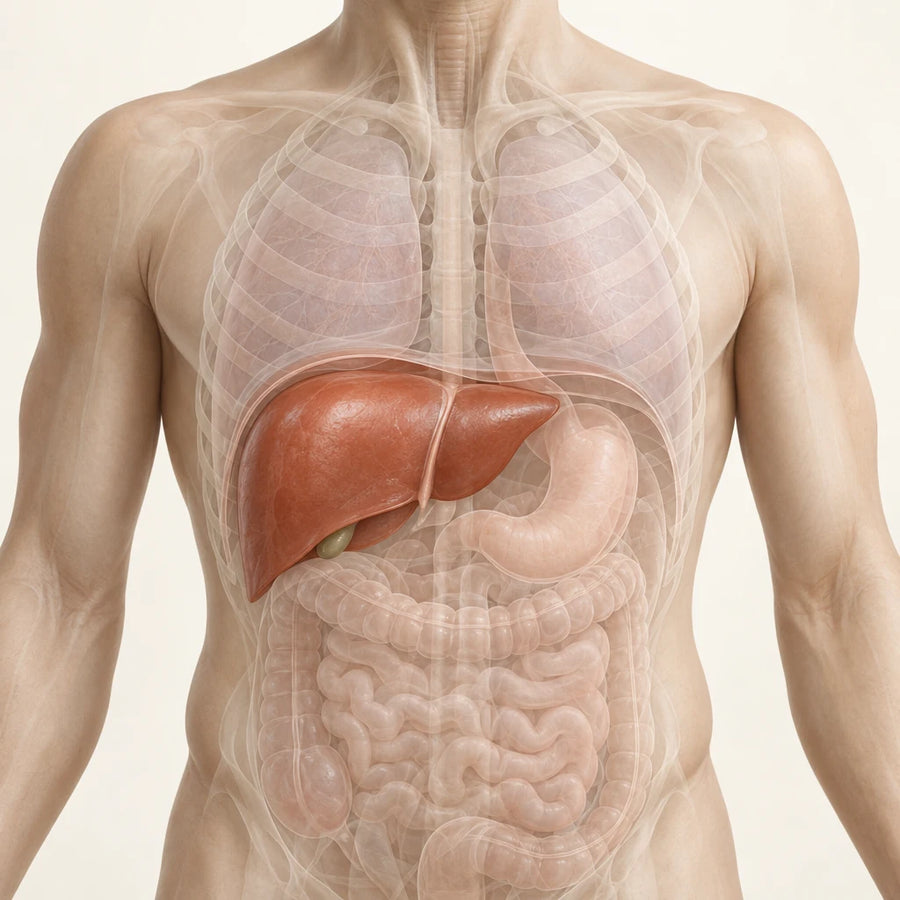 eo-liver-education-fidelity-20261007.webp