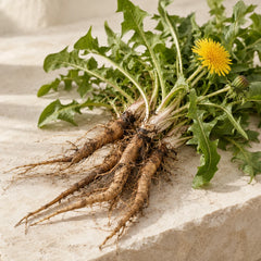 Dandelion Root